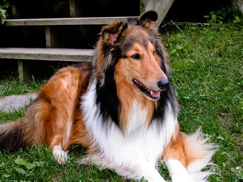 Dog, Rough Collie Free Stock Photo Public Domain Pictures