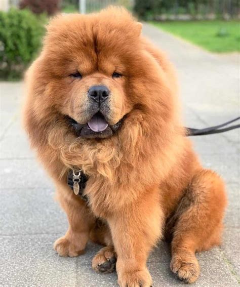Rough Coat Chow Chow Puppies: A Unique And Fluffy Breed