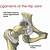 Round Ligament Hip