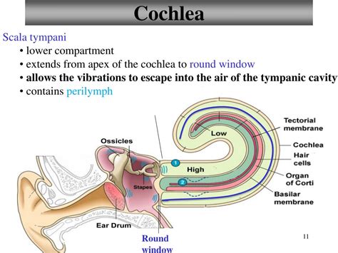 Round Window Cochlea