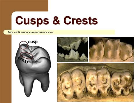 Rounded Lower Cusps Indicate A Diet Of