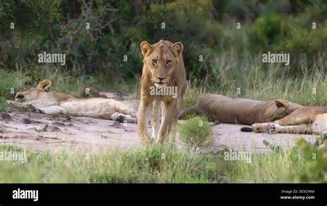 Rousing the Lion