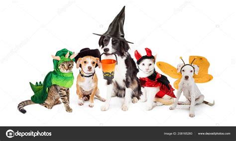 Row Dogs Cats Dressed Halloween
