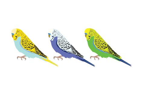 Download Row of Budgies SVG File - SVG Design Silhouette Free PSD Mockups