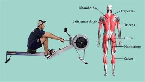 Rowing Machine Cognitive Function