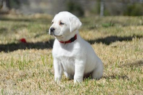 Unleashing the Adventure: Roxy X Charlie Animation Takes Viewers on a Whimsical Journey