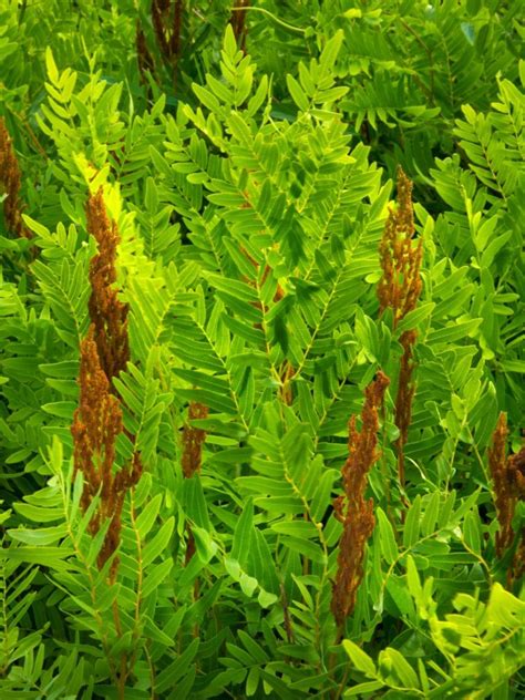Types of Ferns Royal Fern Image