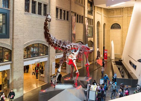 Royal Ontario Museum Review: Your Guided Tour of History