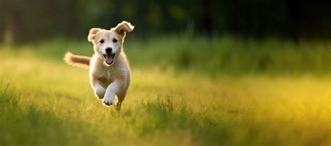 Royalty Free Dog Running Images