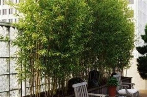 Ruangan Terang Bambu Kuning