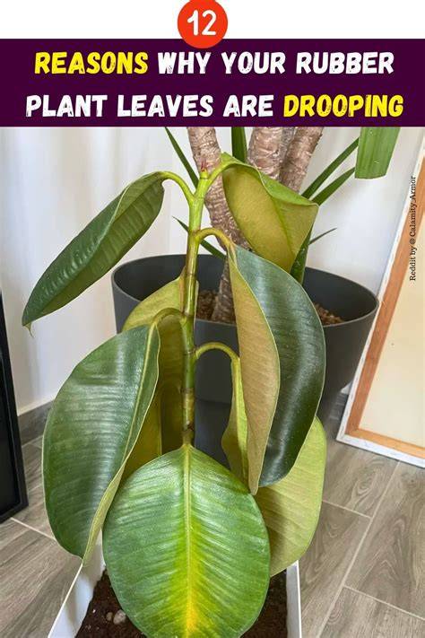 Rubber Tree Leaves Drooping