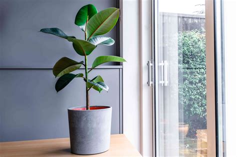 Rubber Tree Low Light: Tips And Tricks For Keeping Your Plant Healthy