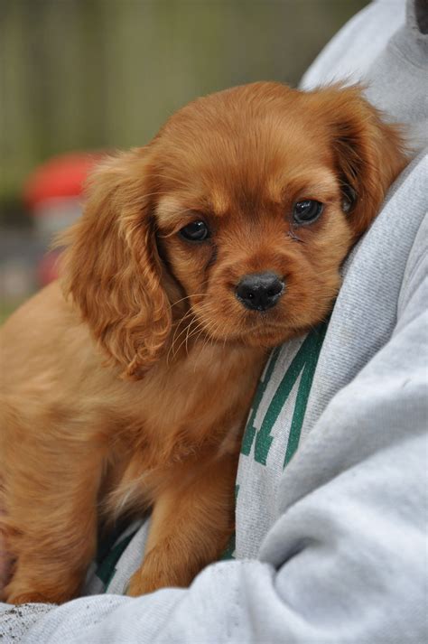 Ruby Cavalier King Charles Spaniel puppy.