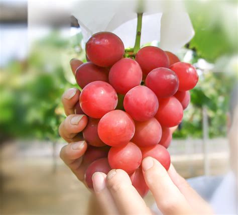 Anggur Ruby Red