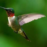 Ruby-throated Hummingbird