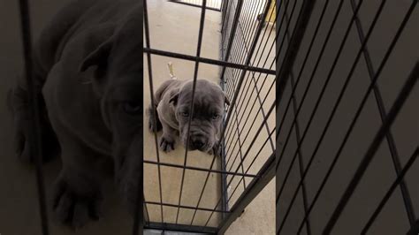 Ruff House Cane Corso Produces Top Notch Working Corsos. Looks Just