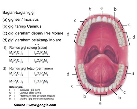 Rumus Gigi Orang Dewasa: Informasi Lengkap untuk Menjaga Kesehatan Gigi Anda