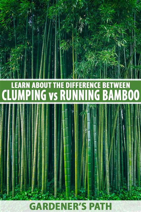 What's the Difference Between Clumping vs Running Bamboo