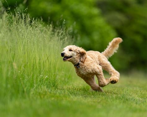 Running Dog Pics