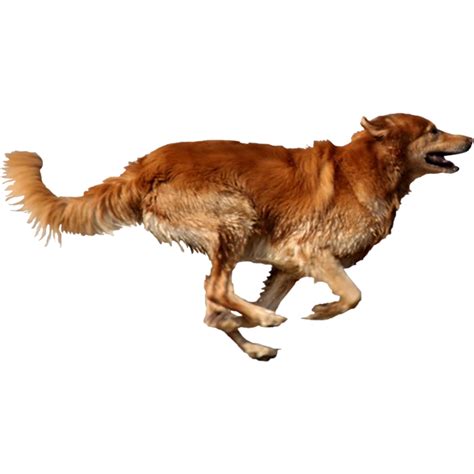 Running Dog Png