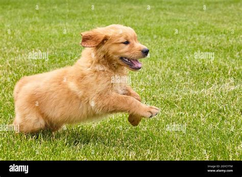 Running Golden Retriever Puppy