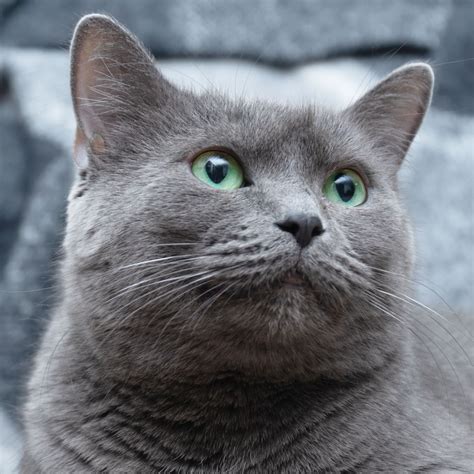 Russian blue cat