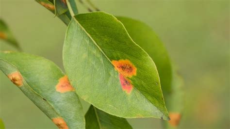 Rust Spots On Leaves During Flowering