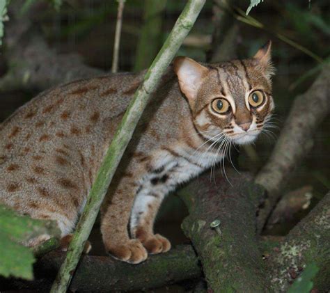 Rustyspotted Cat International Society for Endangered Cats (ISEC) Canada