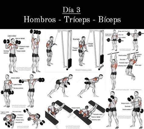 Rutina Espalda Y Triceps Diario de entrenamiento: Espalda y Tríceps (I) |