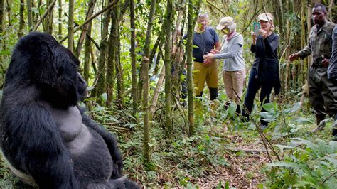 Rwanda Gorilla & Chimpanzee Trek: My 4-Day Tour Review