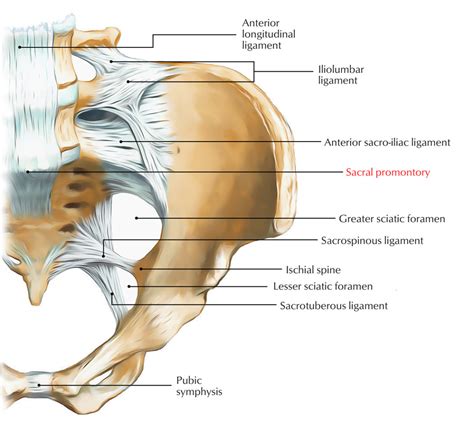 Sacral Promontory, Coccyx