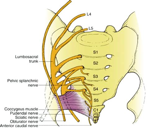 Nerves of the Lumbar Spine ACUTE LOW BACK PAIN