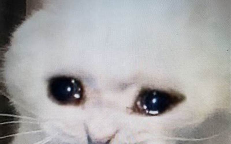 Sad Cat