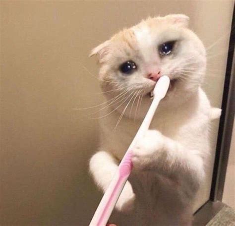 Sad Cat Meme Brushing Teeth
