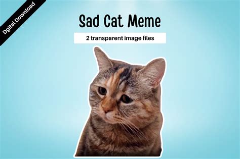 Sad Cat Meme Format
