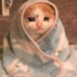 Sad Cat Meme Generator