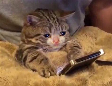 Sad Cat Meme On Phone