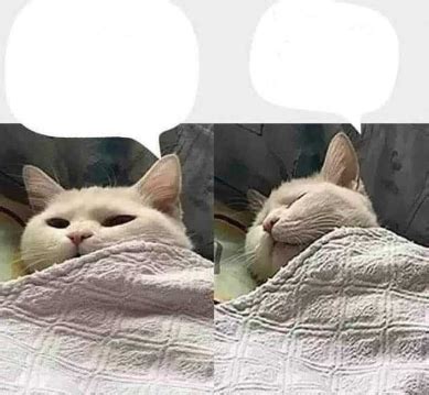 Sad Cat Meme Sleeping