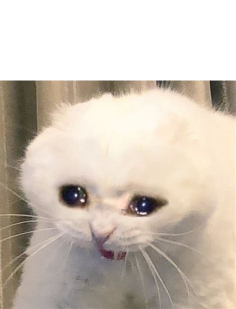Sad Cat Meme Template