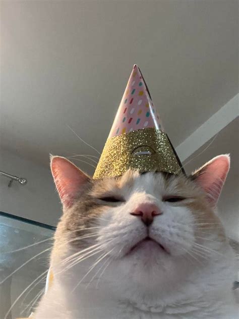 Sad Cat Meme With Hat