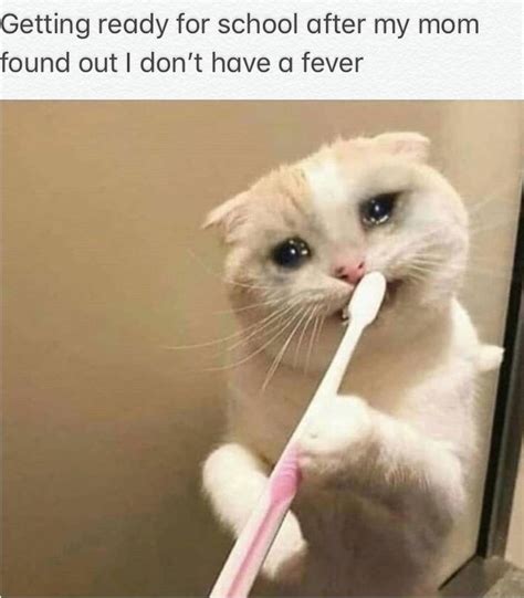 Sad Cat Memes Clean