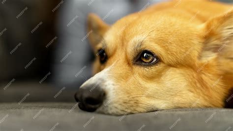 Sad Corgi Photo