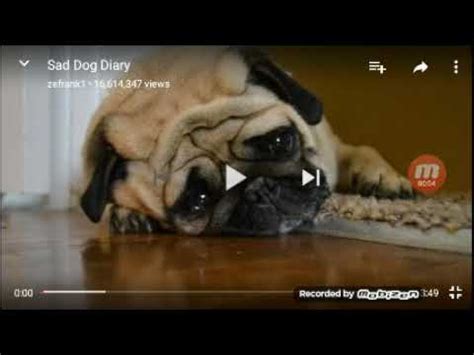 Sad Dog Diary YouTube