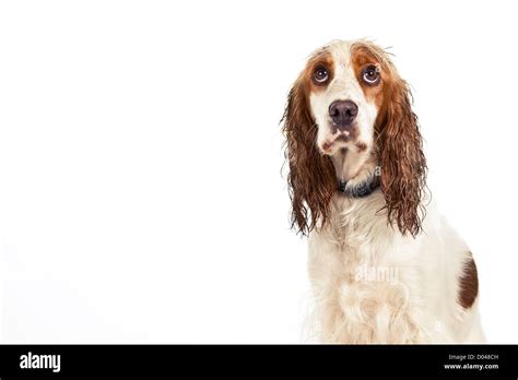 Sad Dog White Background