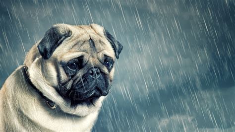 Sad Pug Picture
