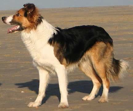 Saddleback Border Collie