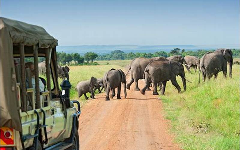 Safari Trips