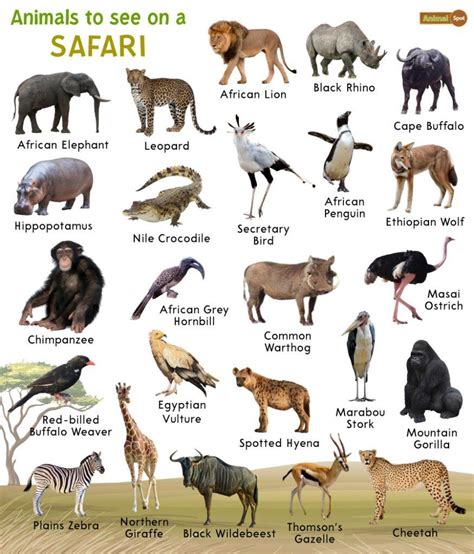 Safari Animals
