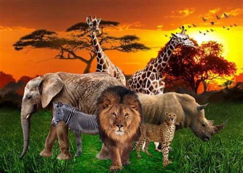 Safari Backdrops