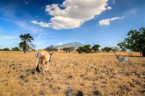 Safari Baluran